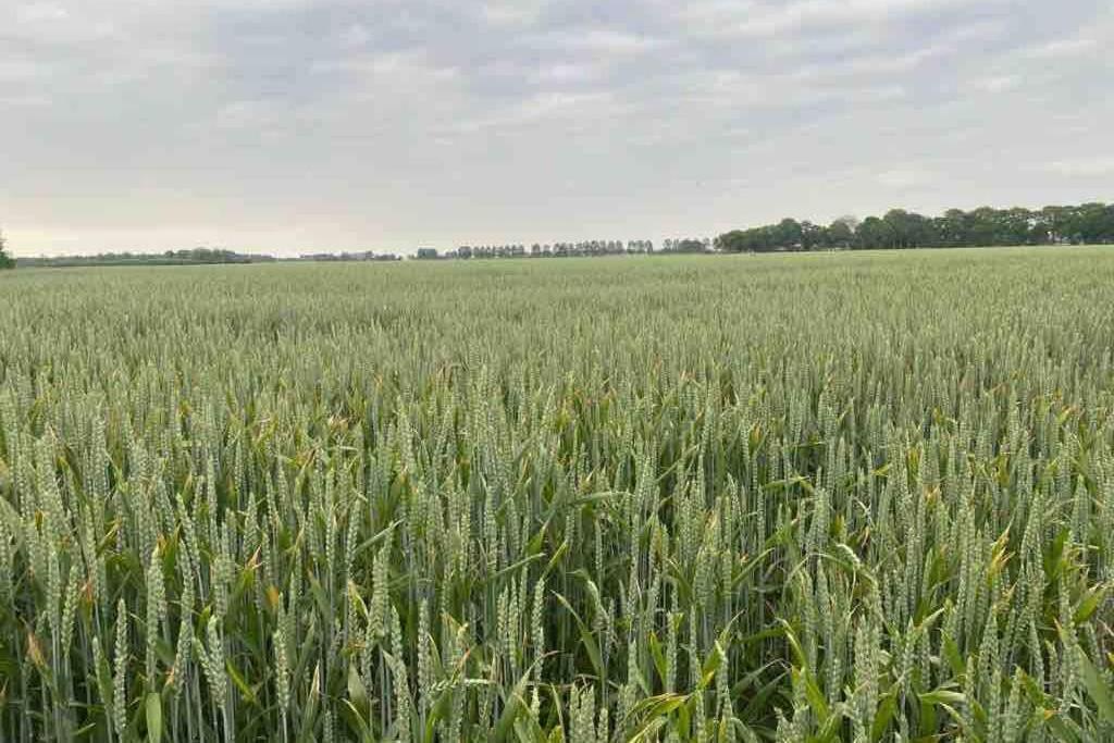 Schrijvershuisje - Sfeer & Stilte Zeeuws Vlaanderen Zaamslag Extérieur photo
